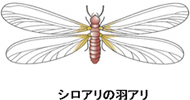 シロアリの羽アリ