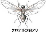 クロアリの羽アリ