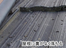 屋根に糞がよく落ちる