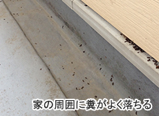 家の周囲に糞がよく落ちる