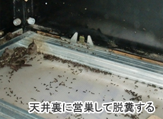 天井裏に営巣して脱糞する