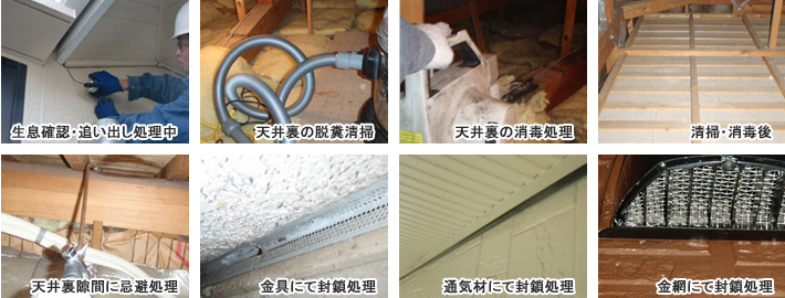 生息確認、追い出し処理中・天井裏の脱糞清掃・天井裏の消毒処理・清掃、消毒後・天井裏隙間に忌避処理・金具にて封鎖処理・通気材にて封鎖処理・金網にて封鎖処理