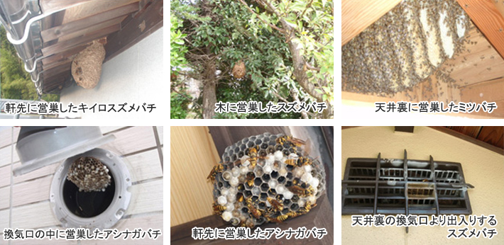 軒先に営巣したキイロスズメバチ・木に営巣したスズメバチ・天井裏に営巣したミツバチ・換気口の中に営巣したアシナガバチ・天井裏の換気口より出入りする スズメバチ