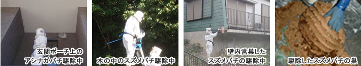 玄関ポーチ上のアシナガバチ駆除中・木の中のスズメバチ駆除中・壁内営巣したスズメバチの駆除中・駆除したスズメバチの巣 