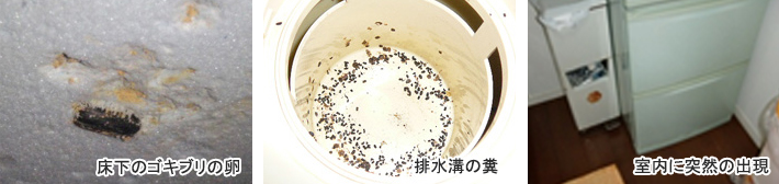 床下のゴキブリの卵・排水溝の糞・室内に突然の出現