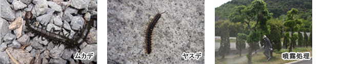 ムカデ・ヤスデ・噴霧処理
