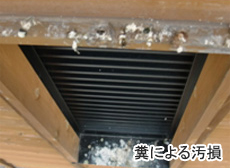 糞による汚損