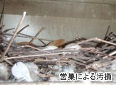 営巣による汚損