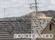 足音や鳴き声による被害