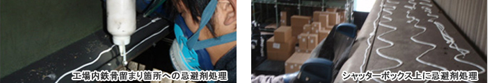 工場内鉄骨留まり箇所への忌避剤処理・シャッターボックス上に忌避剤処理