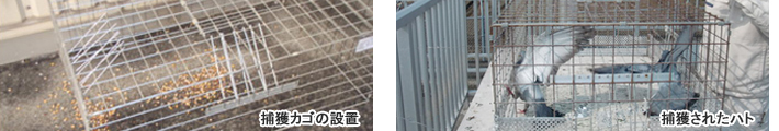 捕獲カゴの設置・捕獲されたハト