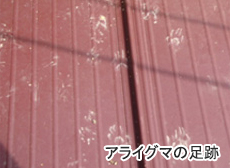 アライグマの足跡