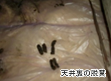 天井裏の脱糞