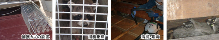 捕獲カゴの設置・捕獲駆除・清掃、消毒