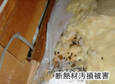 断熱材汚損被害