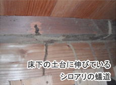床下の土台に伸びているシロアリの蟻道