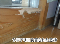 シロアリに食害された窓枠