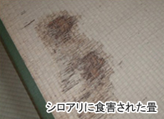 シロアリに食害された畳