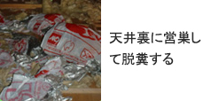 天井裏に営巣して脱糞する