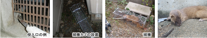 侵入口の例・捕獲カゴの設置・捕獲