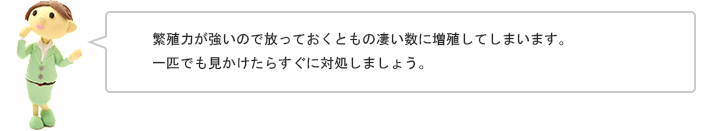 繁殖力が強いので放っておくともの凄い数に増殖してしまいます。一匹でも見かけたらすぐに対処しましょう。