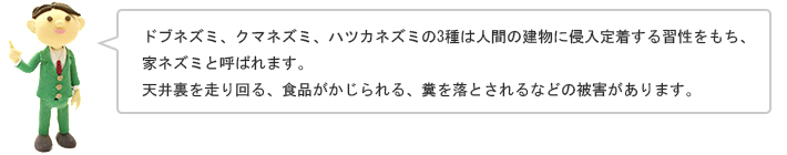 ドブネズミ、クマネズミ、ハツカネズミの3種は人間の建物に侵入定着する習性をもち、家ネズミと呼ばれます。天井裏を走り回る、食品がかじられる、糞を落とされるなどの被害があります。